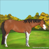 Horse Color:Bay Sabino