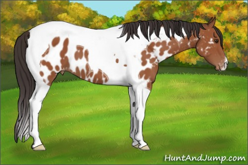 Horse Color:Bay Tobiano Appaloosa 