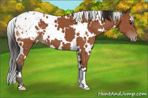 Horse Color:White Spotted Brown Appaloosa 