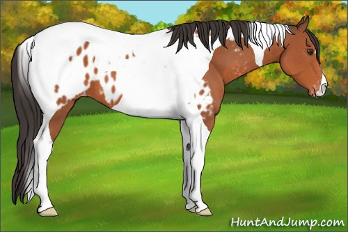 Horse Color:Bay Tobiano Appaloosa 