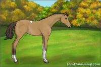 Horse Color:Buckskin Sabino Tobiano Rabicano 