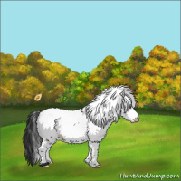 Horse Color:White Spotted Black