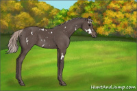 Horse Color:White Spotted Silver Black 