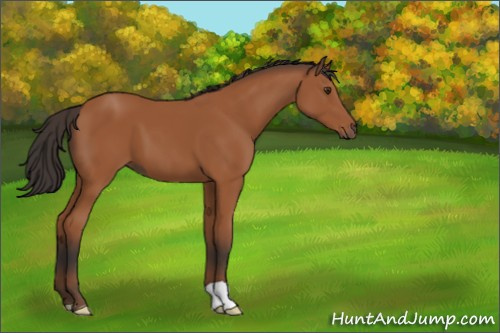 Horse Color:Bay 