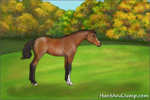 Horse Color:Buckskin 