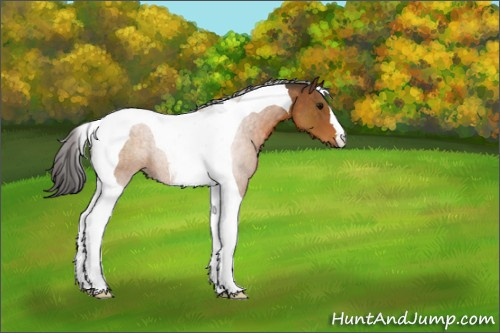 Horse Color:Buckskin Tobiano 