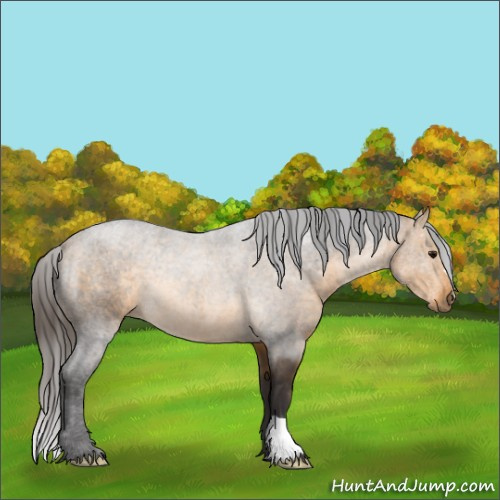 Horse Color:Buckskin 