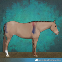 Horse Color:Classic Champagne 