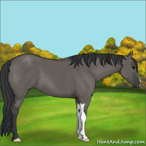 Horse Color:Grullo 