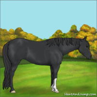Horse Color:Black 