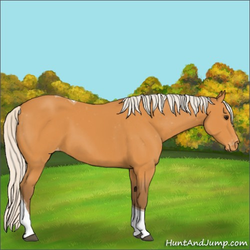Horse Color:Silver Buckskin Tobiano Appaloosa