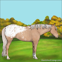 Horse Color:Silver Classic Champagne Appaloosa 
