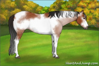 Horse Color:Gray Bay Tobiano Frame 