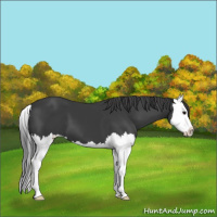 Horse Color:Black Splash 