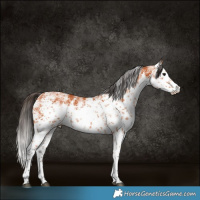 Horse Color:White Spotted Bay Sabino