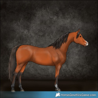 Horse Color:Bay Sabino 