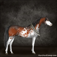 Horse Color:Bay Sabino