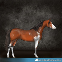 Horse Color:Bay Sabino