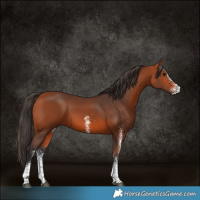 Horse Color:White Spotted Bay