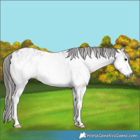 Horse Color:Gray White Spotted Black Appaloosa 