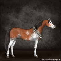 Horse Color:White Spotted Bay Rabicano