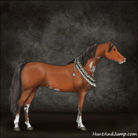 Horse Color:Brown Sabino Rabicano 