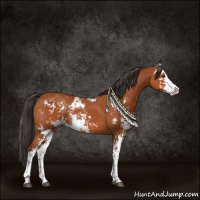 Horse Color:Bay Sabino Rabicano 