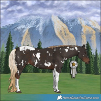 Horse Color:White Spotted Liver Chestnut Tobiano 