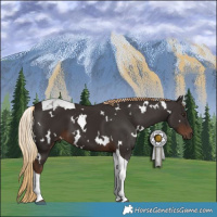 Horse Color:White Spotted Liver Chestnut Tobiano 
