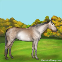 Horse Color:Gray Bay Dun 