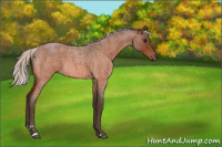 Horse Color:Silver Bay Roan Sabino