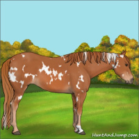 Horse Color:White Spotted Chestnut 