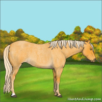 Horse Color:Palomino Roan 