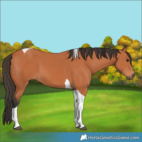 Horse Color:Bay Tobiano 