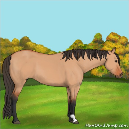 Horse Color:Bay Dun 