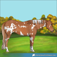 Horse Color:White Spotted Chestnut 