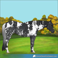 Horse Color:White Spotted Black
