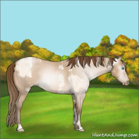 Horse Color:Buckskin Roan Pearl and Gray Buckskin Roan Pearl