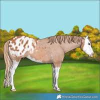 Horse Color:Chestnut Splash Appaloosa 