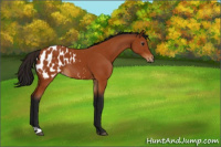 Horse Color:Gray Bay Appaloosa 