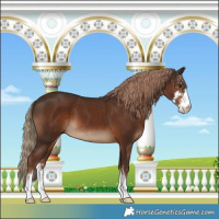 Horse Color:Liver Chestnut Sabino