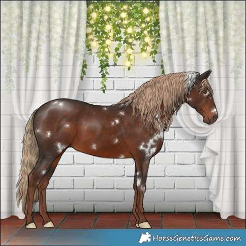 Horse Color:White Spotted Liver Chestnut