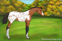 Horse Color:Bay Appaloosa 