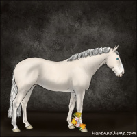 Horse Color:Cremello Splash
