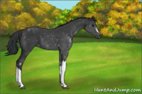 Horse Color:Black 