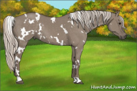 Horse Color:White Spotted Silver Grullo