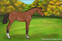 Horse Color:Bay Tobiano Rabicano 