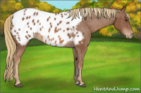 Horse Color:Chestnut Appaloosa 