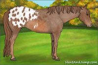 Horse Color:Chestnut Appaloosa 