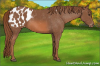 Horse Color:Chestnut Appaloosa 